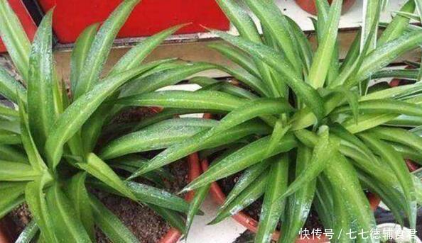 「天向它的叶」这“5种”花,秋天多多喂点“水”,生长呈现“爆发”式,忒旺了