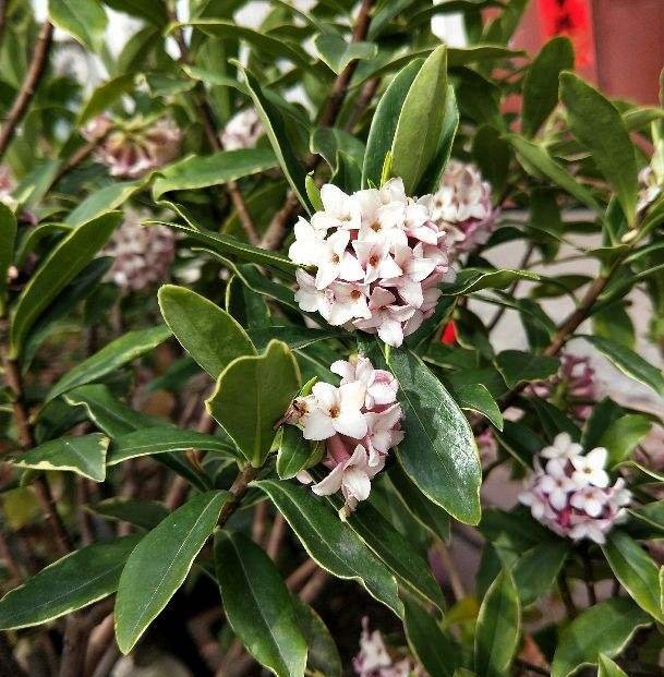  『栀子花』9种香水花，家里养一盆，屋里像是喷了法国香水