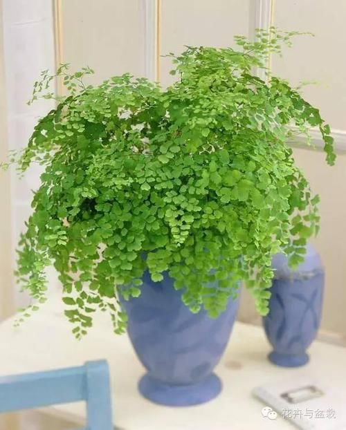  『适合』这些耐阴的室内植物，你家养了几种？