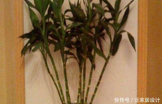 『适合』富贵竹千万别乱养,不同枝数代表不同!养错了后悔都来不及!