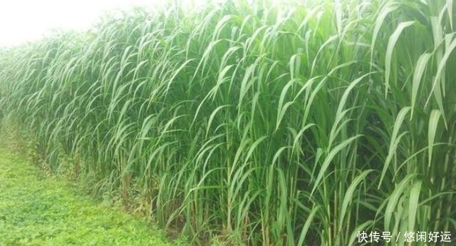  [地上]亩产量可达十几吨，丢地上就能活砍掉还会继续长，却只能