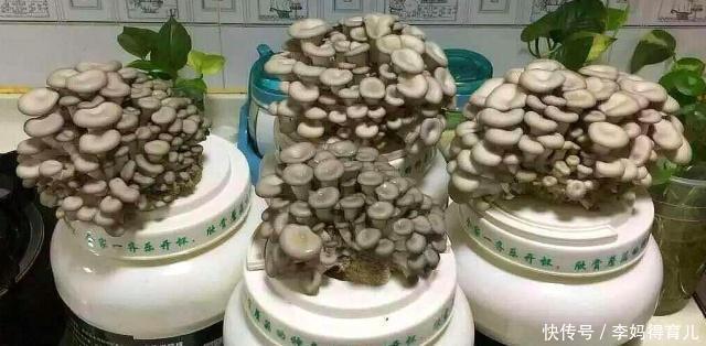  发芽：4月在家养“蘑菇”，清鲜独特、营养丰富，7天天发芽，1盆能吃2年