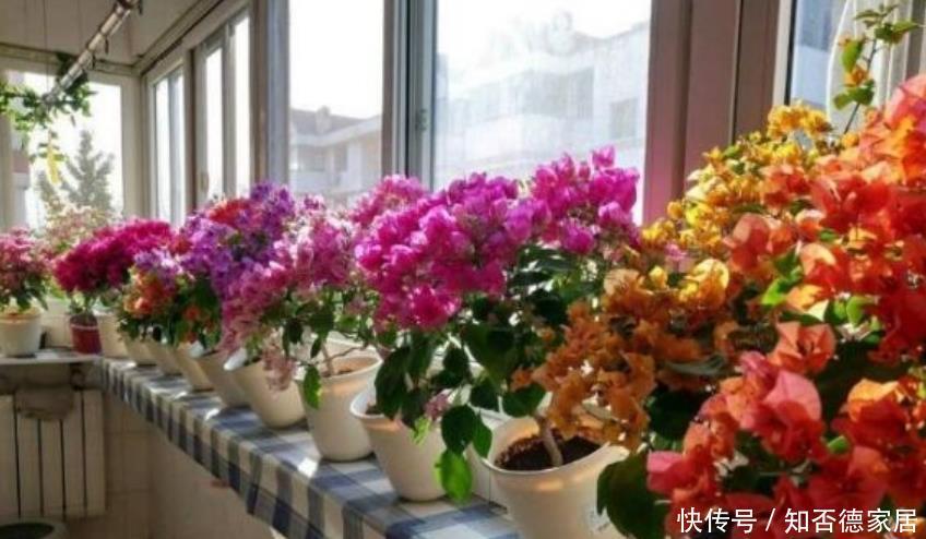  『家里』4种花，堪称“开花机器”，花期长、花量大，家里变花园！