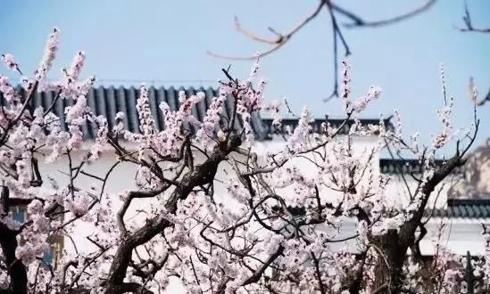 花开成海！！！再过半个月，海淀这座山将美成童话！