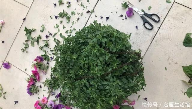 『爆花』开败的矮牵牛,剃头15天又爆花,剪下来的枝条再扦插,1盆变100盆