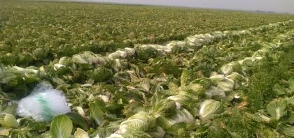  「丰收」白菜价格现低谷，两毛一斤没人要。农民丰产不丰收，该