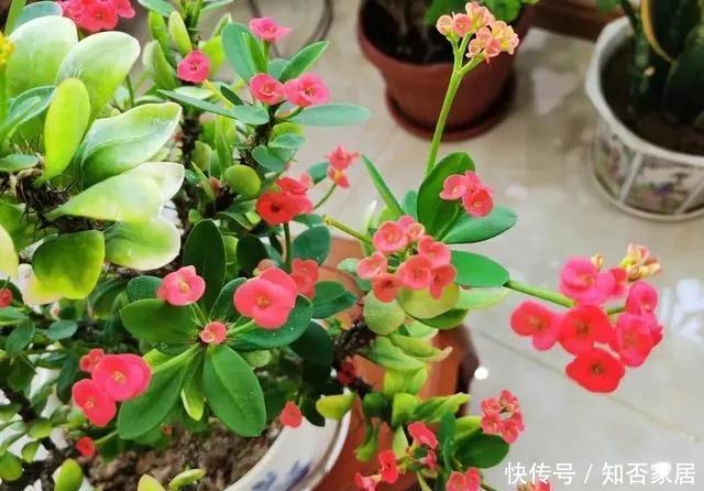 喜欢|喜欢太阳的“6种花”,现在养正合适,一开就是多半年
