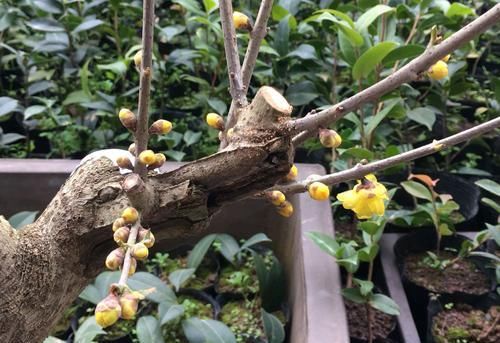  『利于开花』腊梅盆栽撸光叶子后，花苞晒太阳足了，开花满树金黄，更美更香了