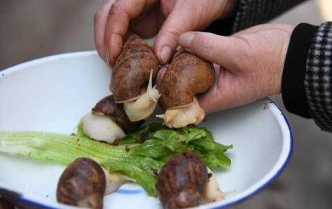  王大妈|河南农村夫妇养蜗牛20万只，每斤10元，年收入10多万元