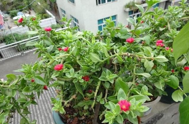  「牡丹」养牡丹吊兰，3月吃点“它”，枝条吊盆、花苞冒，开成“大花帘”