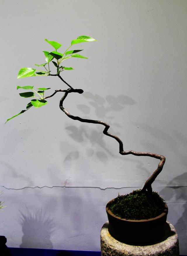 2018嵩县-雅风小微型盆景展作品欣赏