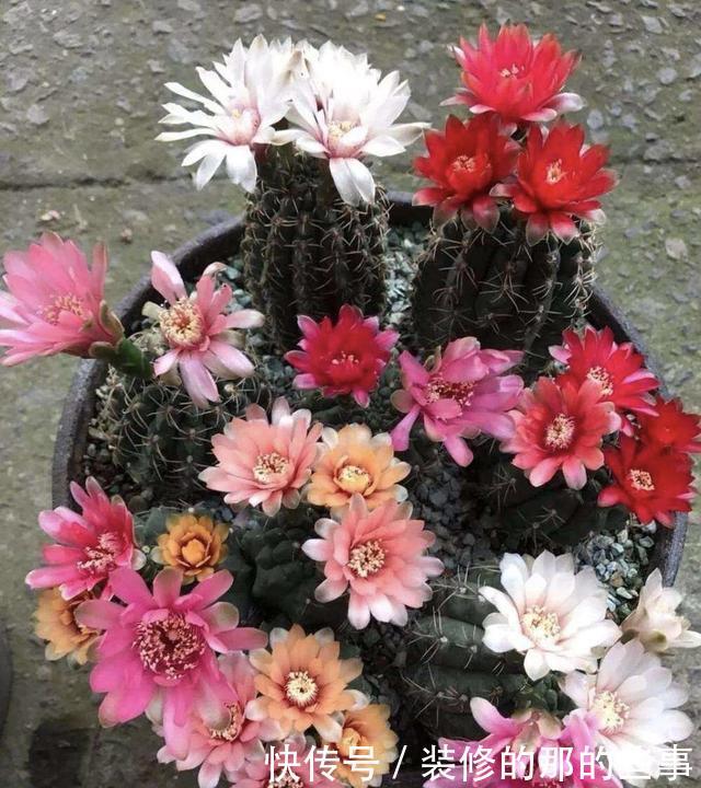 「一大」仙人球绯花玉怎么养?光照施肥充足,花苞一大圈,能开好多花