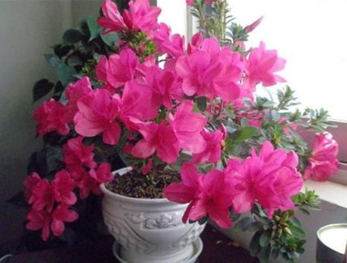 『停水』“嗜水如命”的5种花，全靠水续命，停水就枯萎！新手尤其要注意