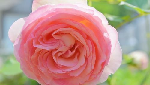  【家里】3种花，不仅漂亮还好养，一次开花200朵，家里有个小花园，美极了