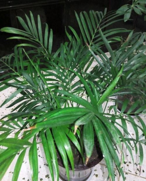  [夏季养护富贵椰子]养一盆东南亚风光植物富贵椰子，总是干尖发黄怎么办？小心这种虫
