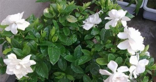  养护时@3种花，每月喝点醋，7天黄叶变绿，开花娇滴滴，堪比神仙水