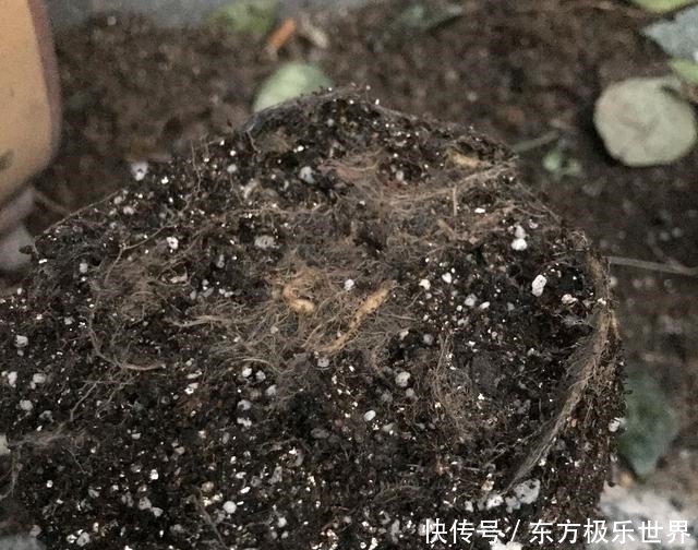 脱盆■过冬冻伤枯死的太阳花开春直接丢?脱盆后很意外,一个月后能开花