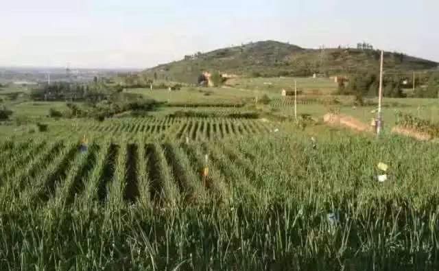  「姚明」人看葱，须仰视！2.435米！章丘今年“葱状元”比姚明还