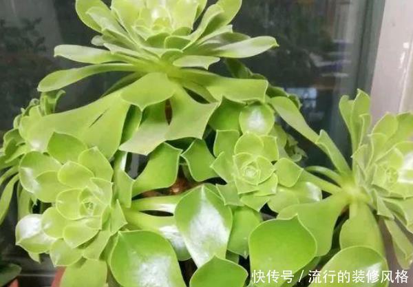  「家里」家里养花别乱摆，这4种花家里至少摆1盆，个个都是“吉祥”花！