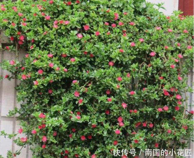  口红吊兰■3种吊兰花，一言不合就爆盆，开成“瀑布”，花期长，家中必备！