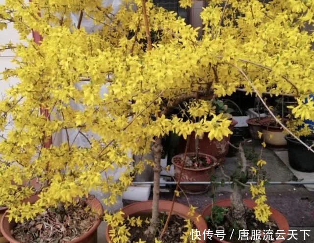 『观赏价值』在长江以南,有1种“连翘花”珍贵,平时在山坡下生长,值钱!