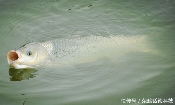  鱼喜欢■鲫、草、青、鲤的钓位选择技巧，鱼的种类不同，喜欢的位置也不同