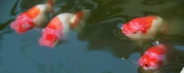  铁包金金@8种鱼，少折腾少喂食，状态反而更好，越养越出彩！