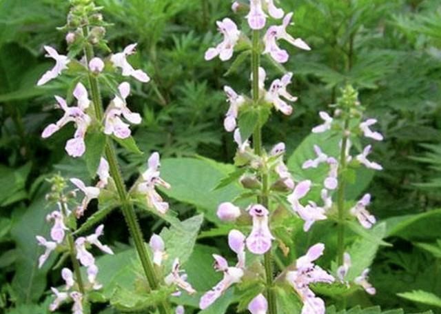  「宝塔菜」农田里，生长着1种“杂草”，人称“地环”，1公斤“7