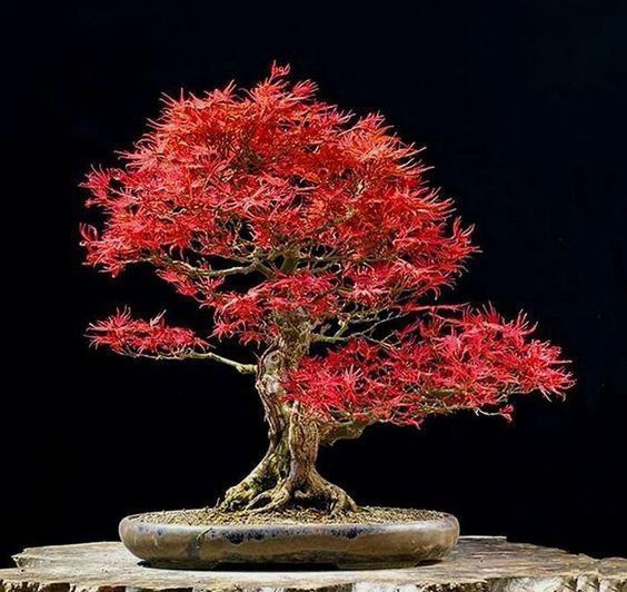 盆景欣赏:松柏的残缺美，不完美中的完美，枯木逢春的意境