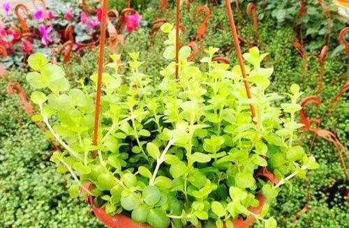  「观叶」室内养花，4种花必备，好看好养，观花观叶全了！