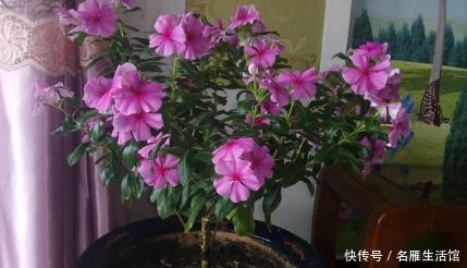 「养花」新手养花，不如养盆花中精品“万山红遍”，花姿卓越，美艳动人