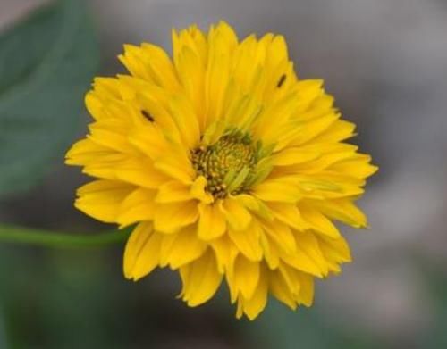  琉维草：新型盆栽绿植—琉维草，花色美丽，四季开花，种植容易，值得拥有