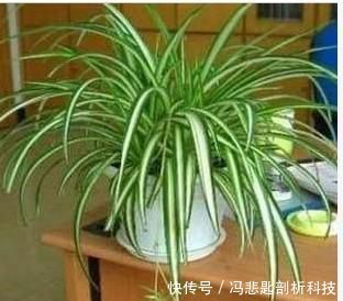 「花亭顶部」盆栽吊兰,株型优美、花亭独特,要如何管理呢?