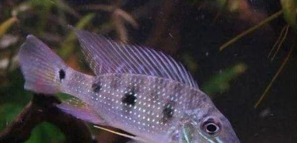  #水族市场上#美洲慈鲷之美，您细品