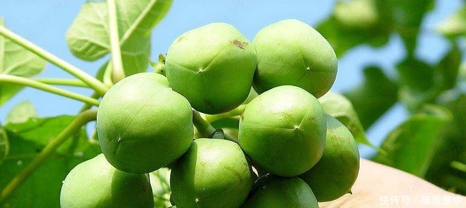  「树木」农村一种树木，以前家家户户种植，现在沦为野生，但果子一斤4元