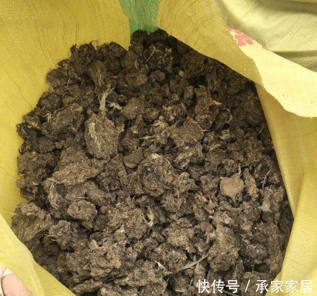 「充足」阳台怎样种韭菜?放“2样东西”到盆土里,叶片宽又厚,收获多