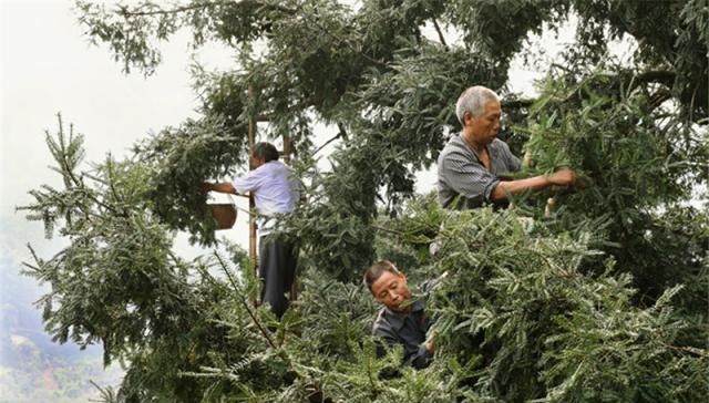  「我国」它原产我国，外形酷似橄榄，价值高种植不少，吃过的人