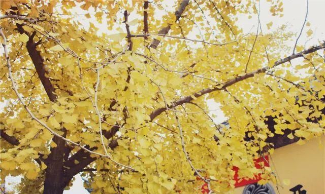 无锡高新区赏叶地图,这里藏着你不知道的最美秋色