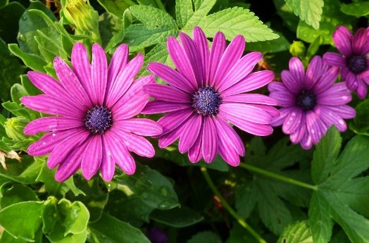 #花儿#养花就养这4朵小花,开花爆满变花海,花开大又艳,小院爆成花海