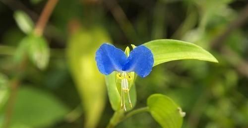  #花仙子#野草地里的“花仙子”,叶子翠绿能开蓝花,很多人早起就为看它