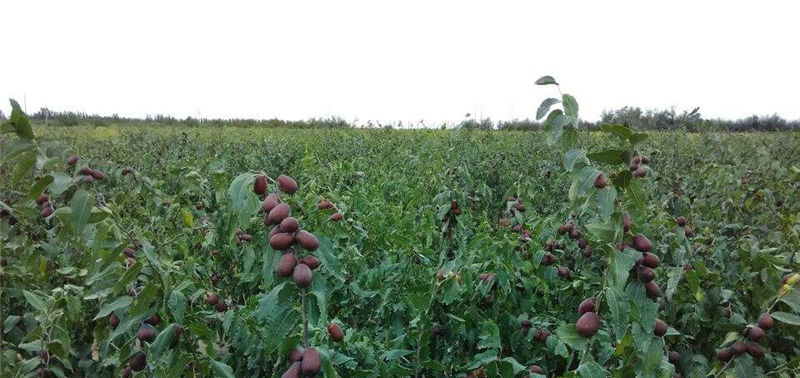  果子@刚成熟就被订购，果农却迟迟不敢发货，这果子怎么了？