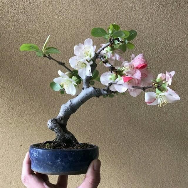  开花■掌上开花，真好看！