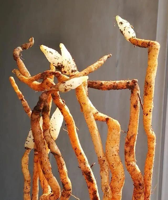 「植物」兰花、菖蒲、麦冬,三种最容易混淆的植物,知道这些就不会买错