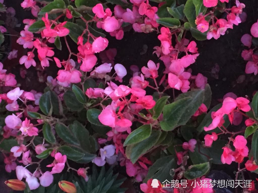  「海棠」夏天都开花的海棠——四季海棠，网友：四季海棠有毒吗？