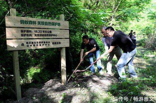 你在蚂蚁森林种的树现在怎么样了 这种结果连投资者马云也料不到