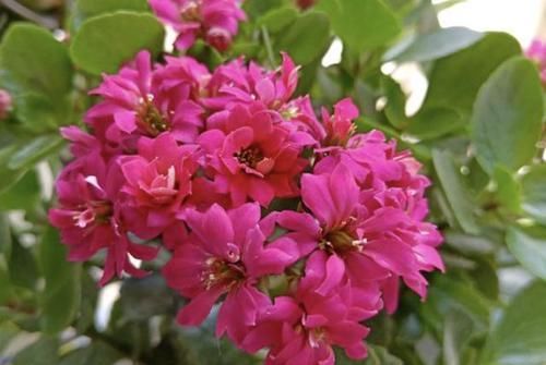  『植株』给绿萝、长寿花浇水，多做“1件事”，植株1个月旺盛，容易爆盆！