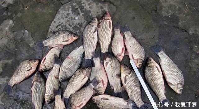  「鱼率」多年垂钓经验总结得出：垂钓时，注意这4个细节，中鱼率比他人高