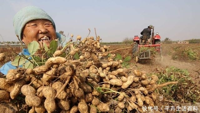  成熟|河南花生成熟收获，收购价涨到3块一斤，农民为啥还高兴不