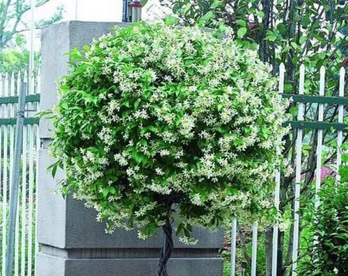  『耐晒』它是茉莉的一种，却比茉莉更香更耐晒，叫风车茉莉开花大半年