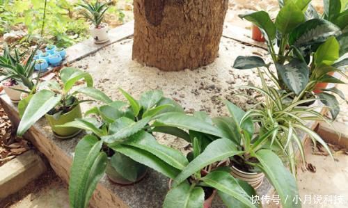  刚换盆■花卉换盆后，切忌三件事，否则换盆难成功！